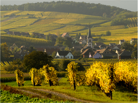 Alsace Wines: Pinot Gris Brandhurst 2016 & Riesling 2021