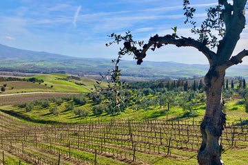 Super Tuscans: Revolutionary Winemaking